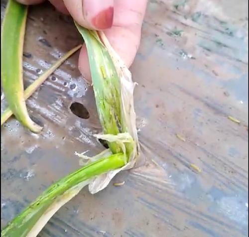 大葱葱蓟马的防治方法（如何保护葱蒜作物免遭葱蓟马侵害）