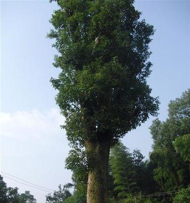 探秘香樟树（了解香樟树的特点和外形，深入探究其历史和文化渊源）