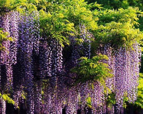 如何成功播种紫藤花种子（全面详解紫藤花种子的种植技巧，让你轻松培育绚丽紫藤）