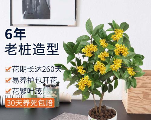 如何制作精美的桂花盆景（一步一步教你打造独特的盆景艺术品）