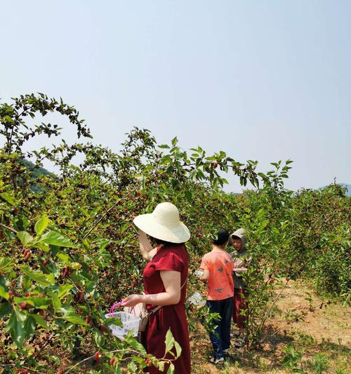 探究桑葚的成熟时间与采摘时机（品尝酸甜美味，走进桑葚产业）
