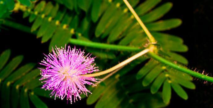 探秘含羞草——一种神奇的植物（外貌特征、生长环境及药用价值）
