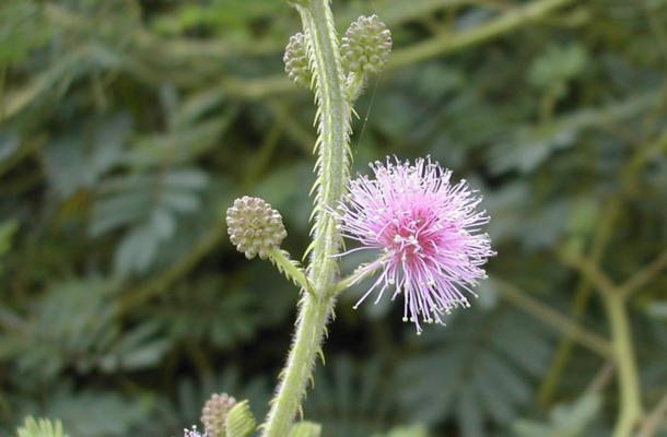 探秘含羞草——一种神奇的植物（外貌特征、生长环境及药用价值）