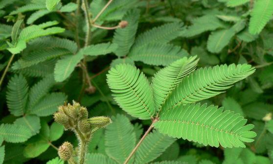 探秘含羞草——一种神奇的植物（外貌特征、生长环境及药用价值）