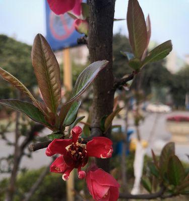 美丽的海棠花（探寻海棠的美丽与神秘）