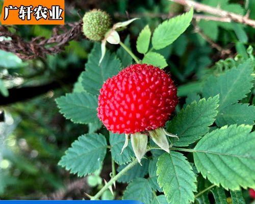 如何成功种植覆盆子（种植方法、土壤、光照和肥料的重要性）