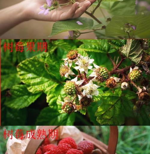 如何成功种植覆盆子（种植方法、土壤、光照和肥料的重要性）