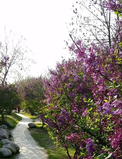 丁香花——馨香悠久，精神永存（芬芳馥郁的丁香，散发着怎样的精神）