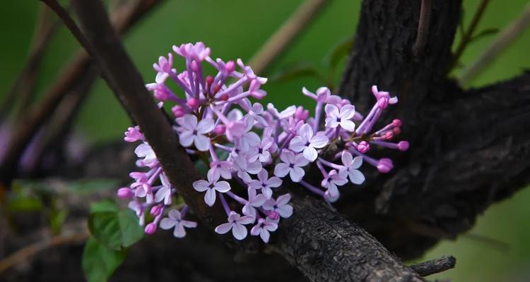 丁香花——馨香悠久，精神永存（芬芳馥郁的丁香，散发着怎样的精神）