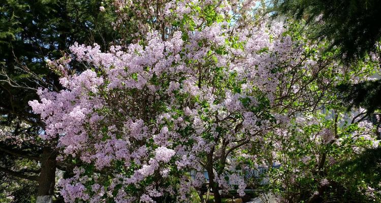 丁香花——馨香悠久，精神永存（芬芳馥郁的丁香，散发着怎样的精神）