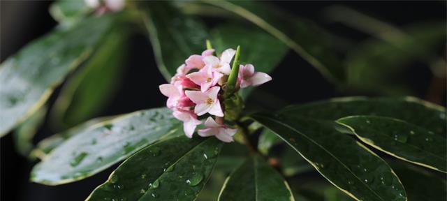 玉吊钟黄叶的原因（探究玉吊钟植株黄叶的成因和预防方法）