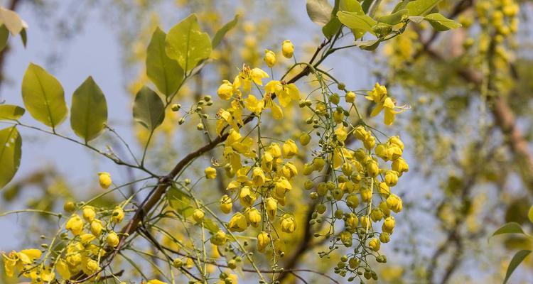 黄花决明子的开花时间（探究黄花决明子的开花规律及其生长环境）