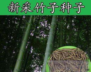 毛竹种植技巧（打造美丽生态，掌握毛竹栽培关键）