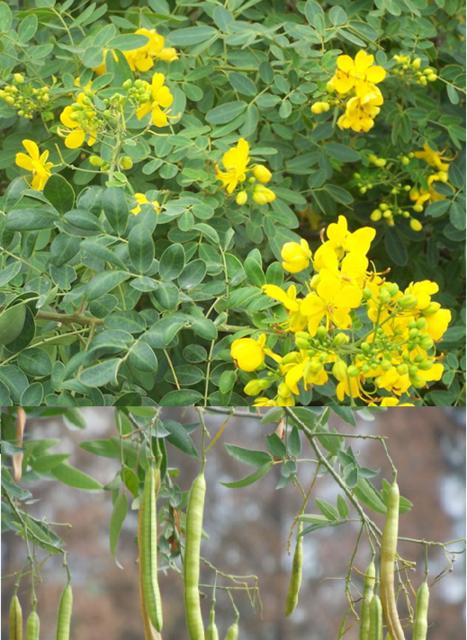 豆科植物的特征（探究豆科植物的形态、生态和作用）