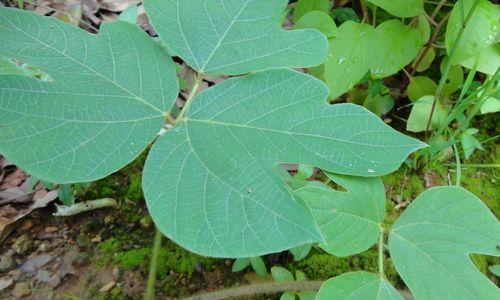 豆科植物的特征（探究豆科植物的形态、生态和作用）