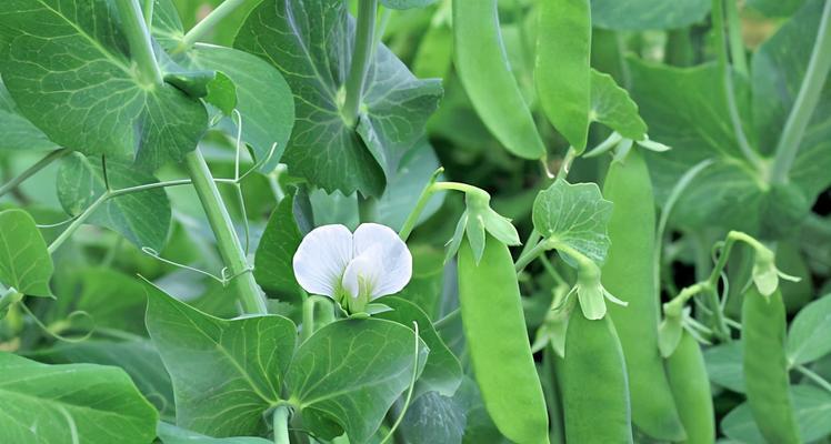 豆科植物的特征（探究豆科植物的形态、生态和作用）