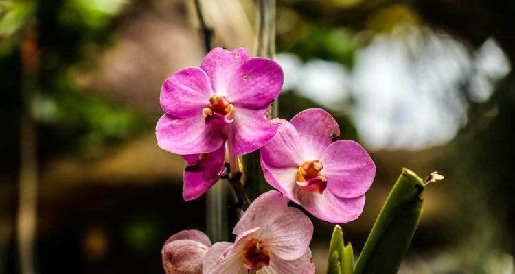 清明时节开花的盛宴（春天花开，美丽如画）