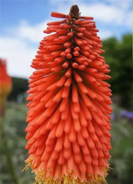 世界上最稀有的花——鳳凰花（探秘鳳凰花的种类和特点）