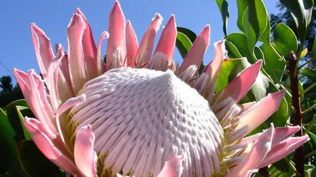 世界上最稀有的花——鳳凰花（探秘鳳凰花的种类和特点）