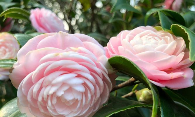 世界上最稀有的花——鳳凰花（探秘鳳凰花的种类和特点）