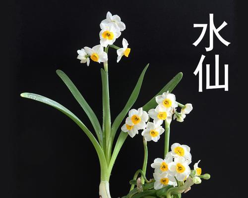 水仙花的养殖方法——水中生长，美丽绽放（掌握水中养殖技巧，打造清新芳香的水仙花盆栽）