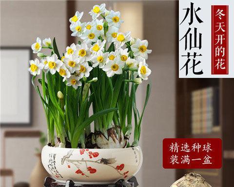 水仙花的养殖方法——水中生长，美丽绽放（掌握水中养殖技巧，打造清新芳香的水仙花盆栽）