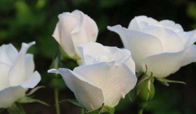 白玫瑰的寓意（花开花落皆情长，白色花语传真情）