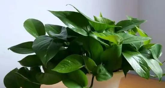 最佳室内净化空气的植物（生态环保，健康呼吸）