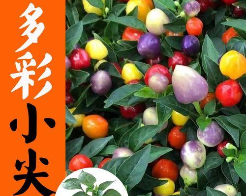 五彩椒的种植与养护（色彩缤纷，品质出众）