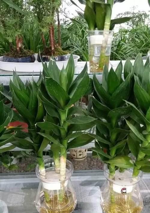 如何种植健康茂盛的富贵竹？（了解富贵竹的喜好和生长条件，培育出品质最好的富贵竹。）