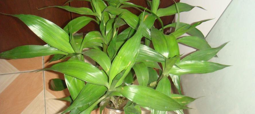 如何种植健康茂盛的富贵竹？（了解富贵竹的喜好和生长条件，培育出品质最好的富贵竹。）