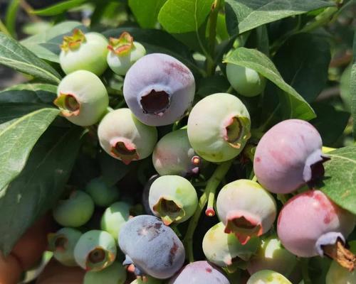 蓝丰蓝莓（打造高品质的蓝莓果园，从选择到管理全解析）