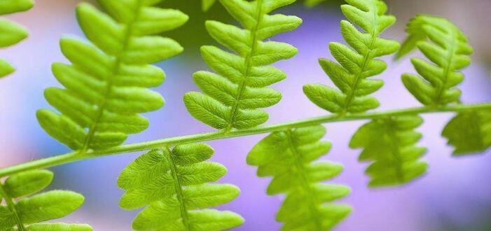 情人草蕨类植物养护指南（如何打理健康茂盛的情人草？）
