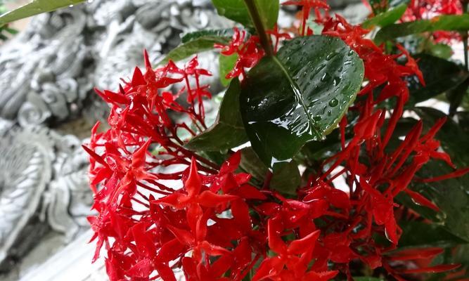 常见花的品种图片与花名大全（探索美丽花海赏识百花香）