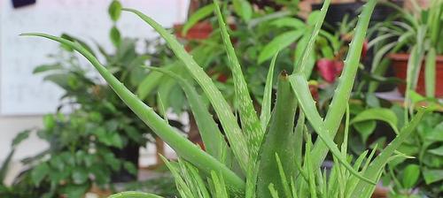 水培芦荟的方法与技巧（打造美丽绿色家居，用芦荟水培）