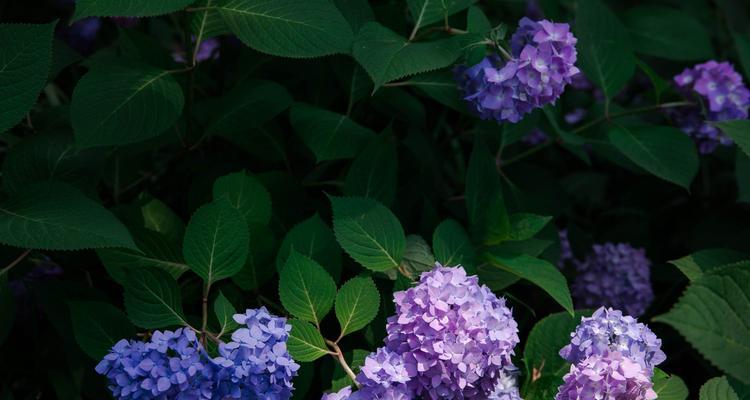 探秘绣球花的花期（了解绣球花的开花时间及特点）