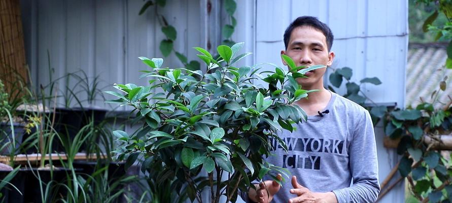 茶花施肥方法（茶花肥料选择和施用技巧）