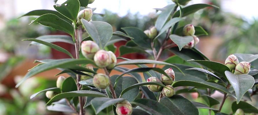 红山茶花的养殖方法与注意事项（打造美丽花园，从红山茶花开始）