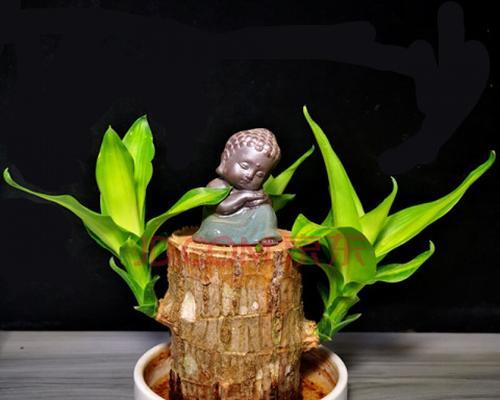 水培巴西木的完美养殖指南（营养丰富，易于管理的家居盆栽）