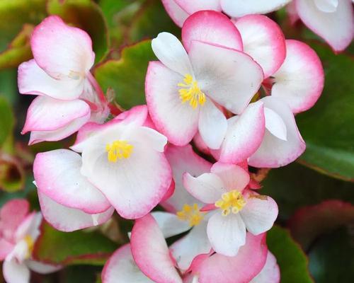 四季花开，岁月常青（探秘一年四季花开的美妙世界）