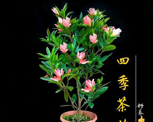 四季花开，岁月常青（探秘一年四季花开的美妙世界）