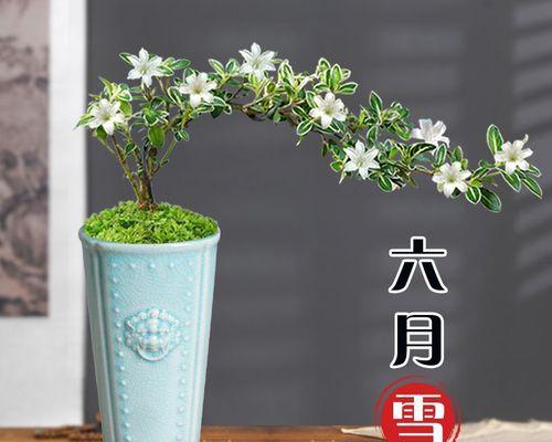 如何正确养护六月雪（打造精致花园的秘诀——养护六月雪）