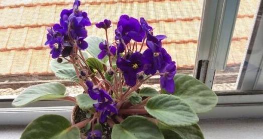 如何科学养护紫罗兰，让它更加旺盛