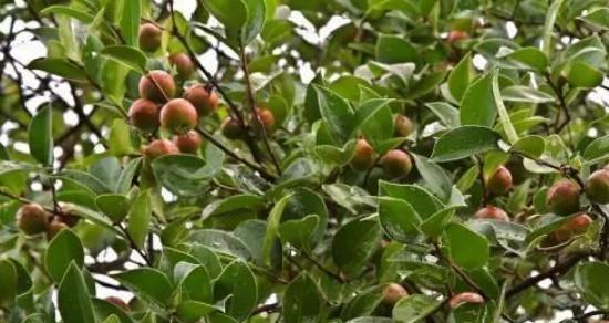 油茶树的土壤适应性及种植要求（探究油茶树的土壤环境和种植方法，提高油茶生产效益）