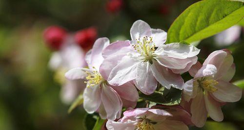 春天美丽开放的花（8种令人惊叹的春季花卉及其特点）