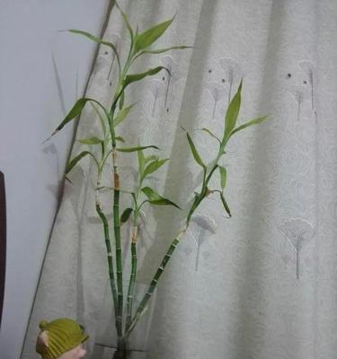 如何让富贵竹水养出根？（掌握这三点方法，让富贵竹茁壮成长！）