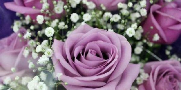 玫瑰花的象征意义（纯洁、爱情和多元化）