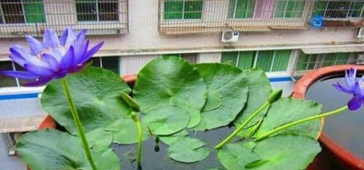睡莲花的养护技巧（打造清新自然的水生花园）