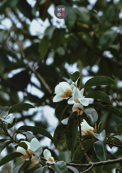 深山含笑花期之谜（探寻深山含笑花的开放秘密）