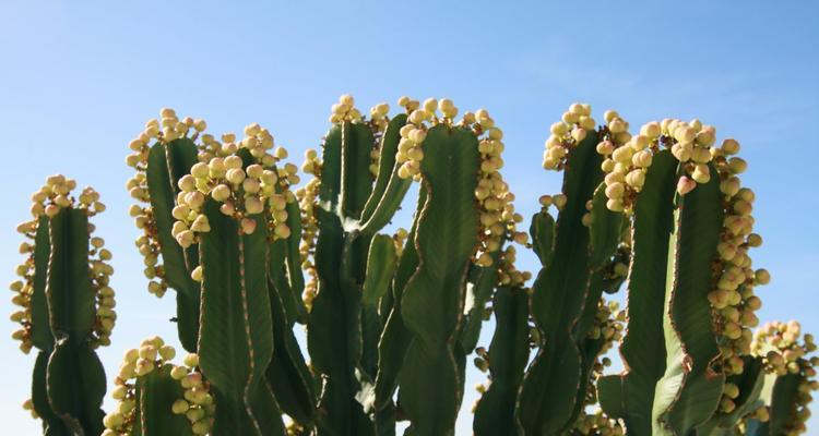 仙人掌开花的含义（探秘仙人掌花开的神奇现象）